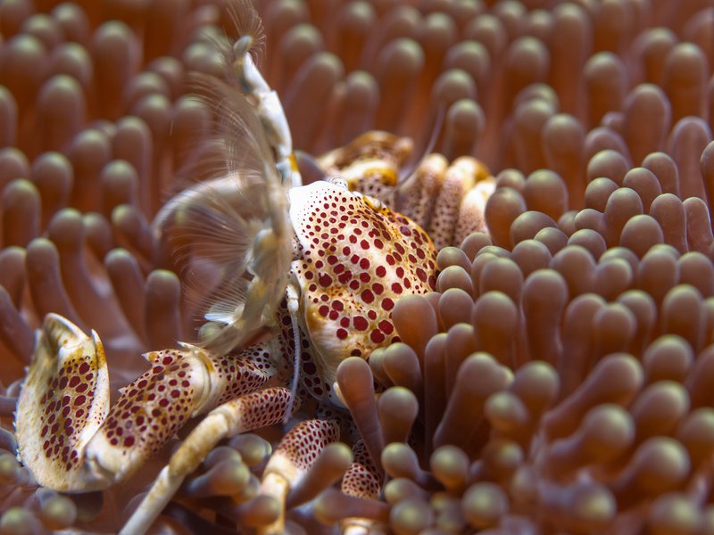 Porcelain Crab, Coral Fan Garden